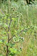 Arctium lappa L. resmi