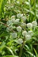 Image of water hemlock