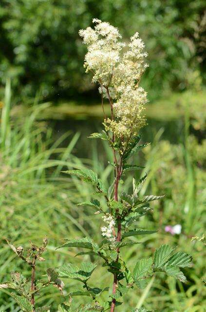 Plancia ëd Filipendula