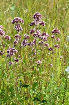 Image of origanum