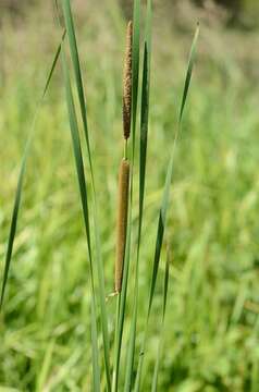 Image of Bulrush