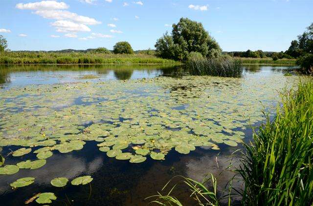 Image of pond-lily