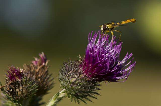 Panarthropoda resmi