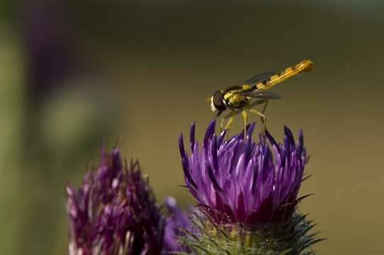 Image of Panarthropoda