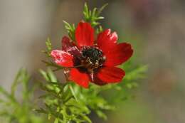 Image of pheasant's eye