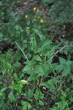 Image of hawksbeard