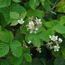 Image of Rubus radula Weihe ex Boenn.