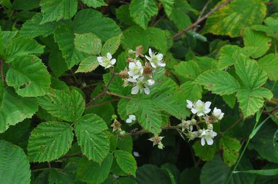 Image of Rubus radula Weihe ex Boenn.