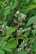 Image de Rubus radula Weihe ex Boenn.