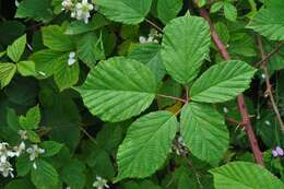 Image de Rubus radula Weihe ex Boenn.