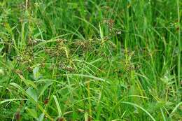 Image of Sedges