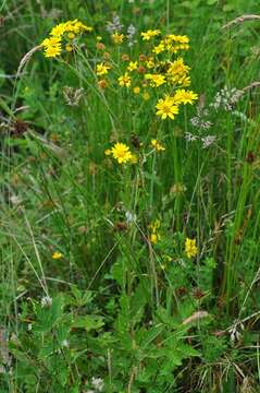 Image of <i>Senecio aquaticus</i>