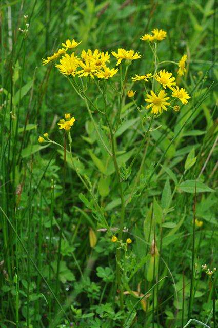 Image of <i>Senecio aquaticus</i>