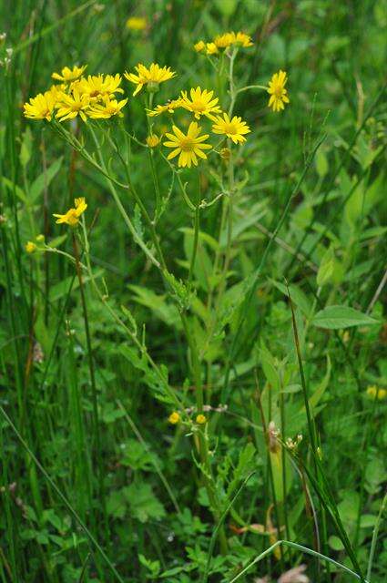 Image of <i>Senecio aquaticus</i>