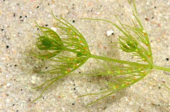 Image of Common Stonewort