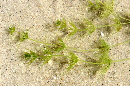 Image of Common Stonewort