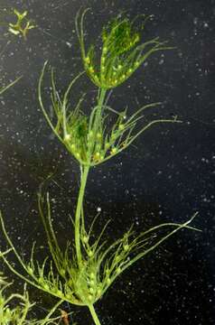 Image of Common Stonewort