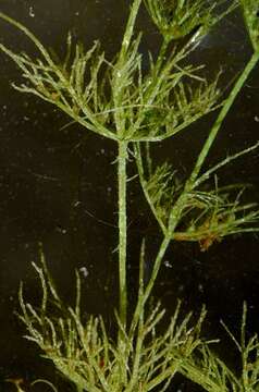 Image of Common Stonewort