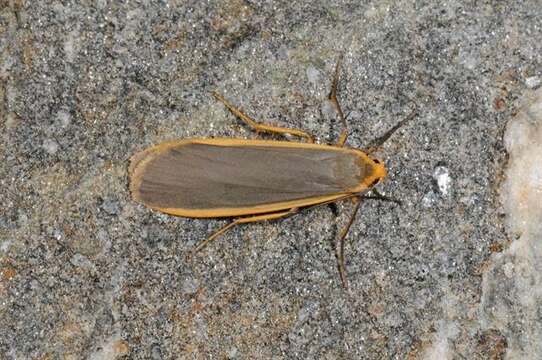 Image of common footman