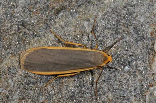 Image of common footman