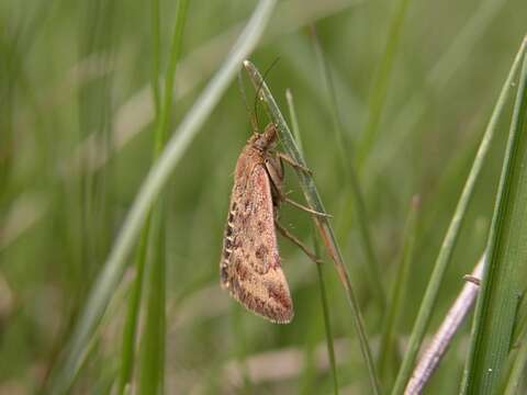 Image of Pyrausta