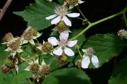 Image of Rubus gratus Focke