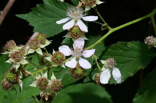 Image of Rubus gratus Focke