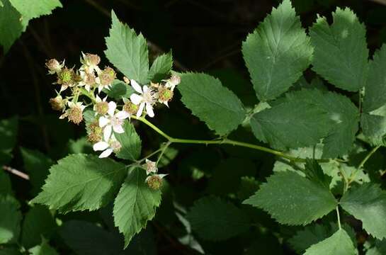 Image of Rubus gratus Focke