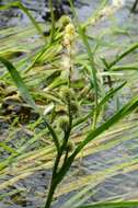 Image of bur-reed