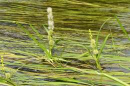 Image of bur-reed