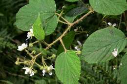 Image of Rubus pedemontanus Pinkwart
