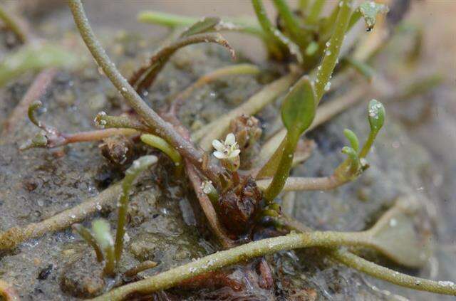 Image of mudwort