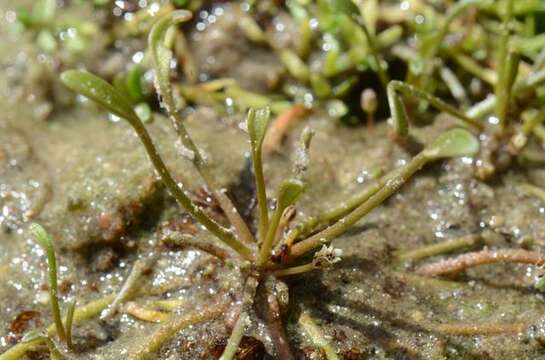 Image of mudwort