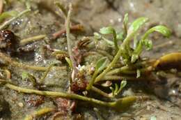 Image of mudwort