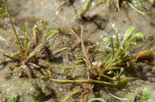 Image of mudwort