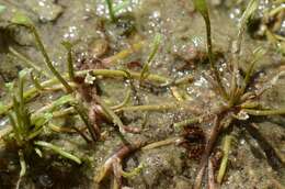 Image of mudwort