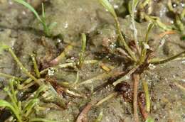 Image of mudwort