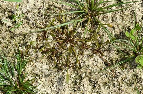 Image of mudwort