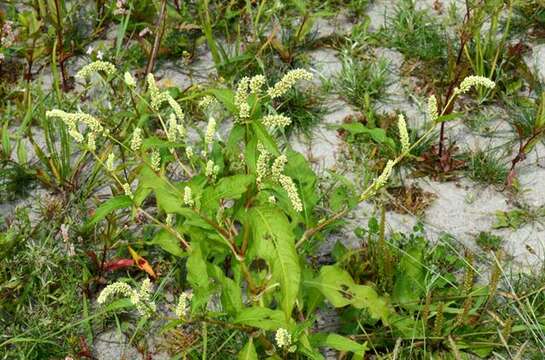Image of Persicaria lapathifolia subsp. pallida (With.) S. Ekman & T. Knutsson