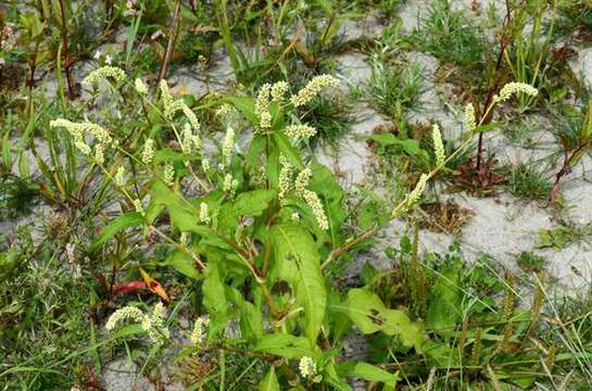 صورة Persicaria lapathifolia subsp. pallida (With.) S. Ekman & T. Knutsson