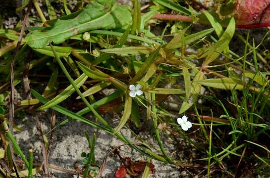 Image of Marsh Speedwell