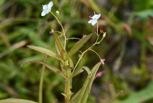 Image of Marsh Speedwell