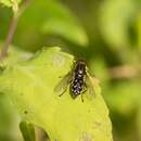 Image of <i>Anasimyia transfuga</i>