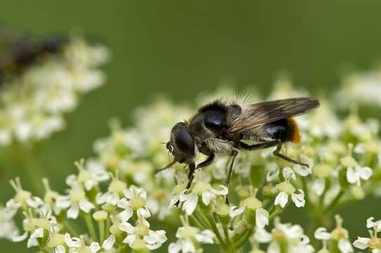 Image of hoverfly