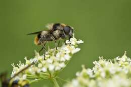 Image of hoverfly