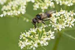 Image of hoverfly