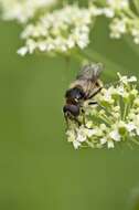 Image of hoverfly