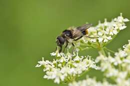 Image of hoverfly