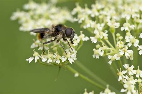 صورة Cheilosia