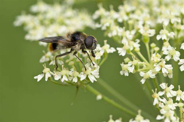 Image of hoverfly